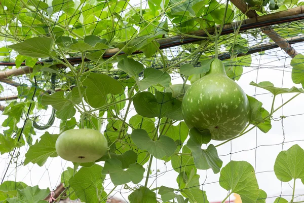 bottle gourd crop in fruiting stage