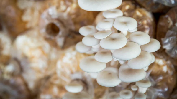 mushrooms growing In a farm,cultivate mushrooms