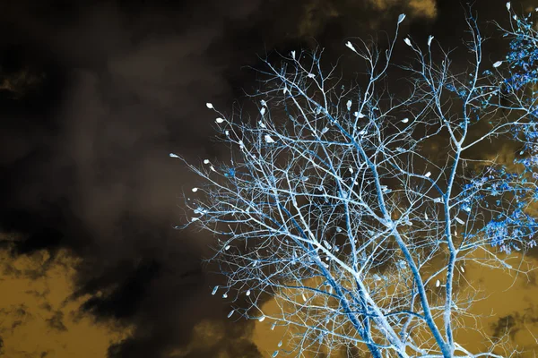 Ramos de árvores contra o céu — Fotografia de Stock