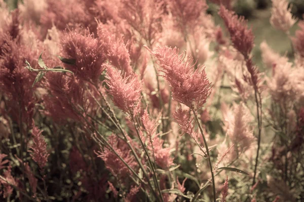 Ροζ αφηρημένο floral φόντο — Φωτογραφία Αρχείου