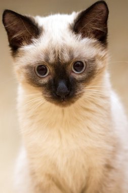 küçük Siyam kedi