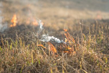 Burns çim yangın Kuru