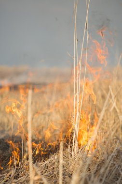 Burns çim yangın Kuru