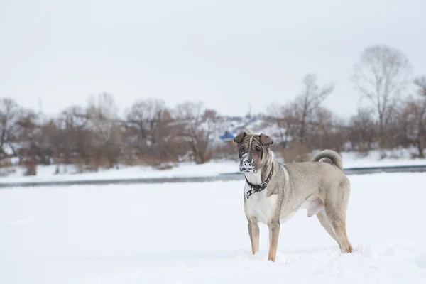 Chien amical pour se promener sur la neige en hiver Parc — Photo