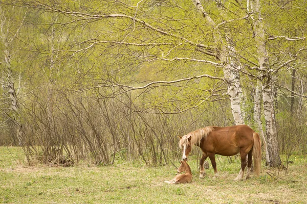 La Yegua y el potro en el prado — Foto de Stock