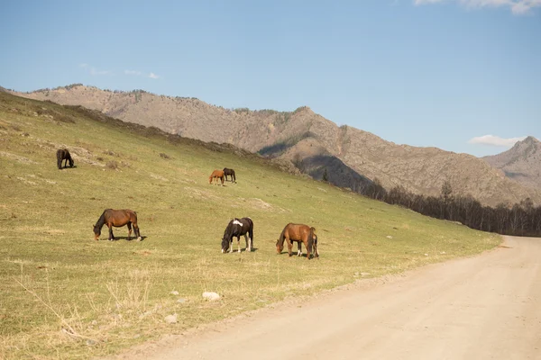 Una manada de caballos en el pasto — Foto de Stock