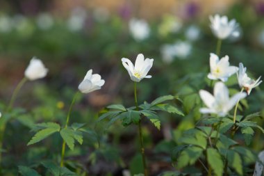 kardelen FLOODPLAIN orman bitki örtüsü halı