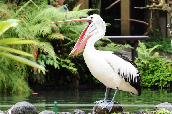 Mutlu Pelican A Pelikan, ağzı geniş açık ve bir kazık üzerinde duran mutlu onun sabah bayram Balık Jüpiter, Florida hakkında.