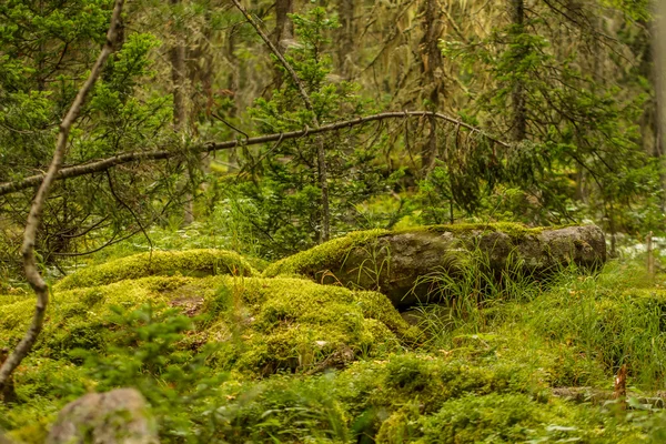 Spessore di vecchi alberi in muschio — Foto Stock