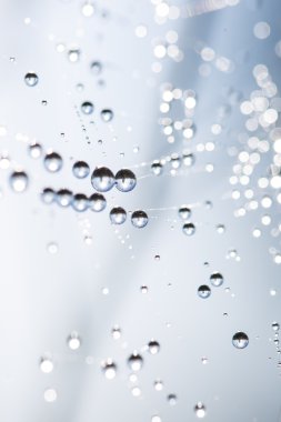 Örümcek ağındaki çiğ tanesi