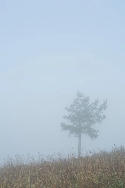 Morgensonnenaufgang über einem Feld mit einem einzigen Baum und Nebel in der Ferne — Stockfoto