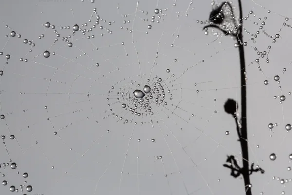 Orvalho em uma teia de aranha — Fotografia de Stock