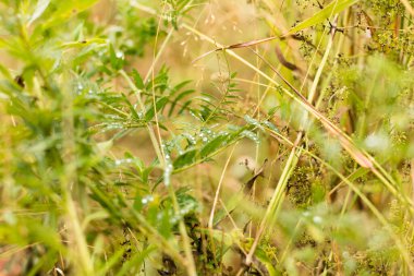 Yeşil çimlerin ya da yaprakların üzerine yağmur damlaları düşer
