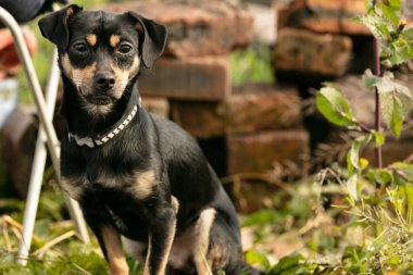 Yaz otlağında pinscher köpeği