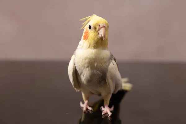 Retrato Loro Corella Con Mejillas Rosadas Penacho Cabeza —  Fotos de Stock