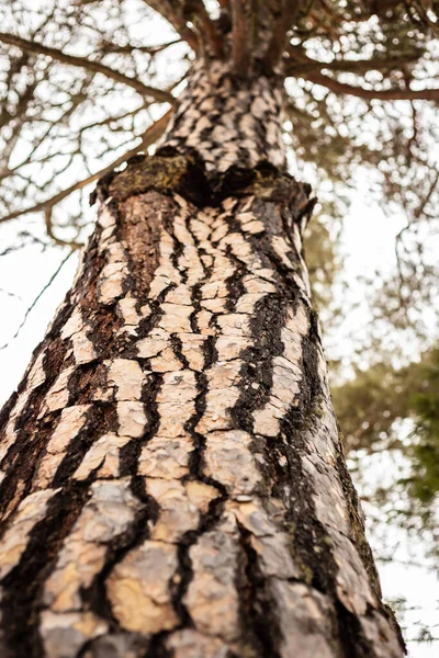 Borovicová Kůra Zblízka Vystřelující Korunu Stromu — Stock fotografie