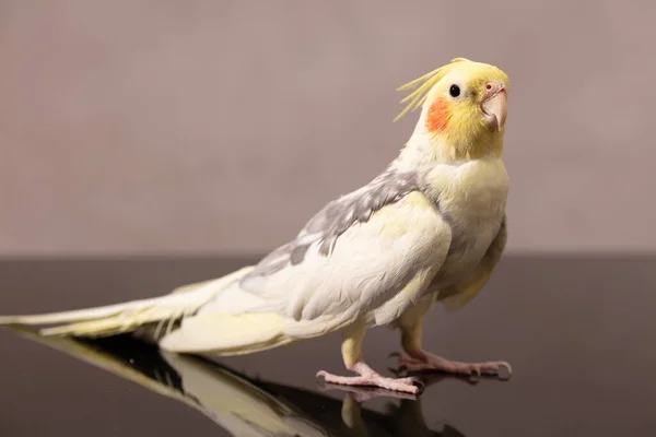 Porträt Eines Papageienkorella Mit Rosa Wangen Und Einem Büschel Auf — Stockfoto