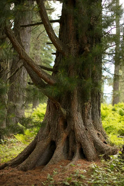 Raíces Árboles Bosque Verde — Foto de Stock