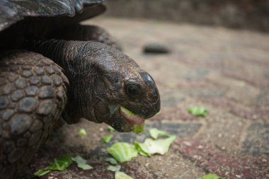 Seyşeller 'deki Dev Kaplumbağa, Hint Okyanusu