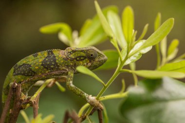 Afrika 'nın Zanzibar adasındaki hayvanat bahçesinde bir bukalemun..