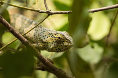 Afrika 'nın Zanzibar adasındaki hayvanat bahçesinde bir bukalemun..