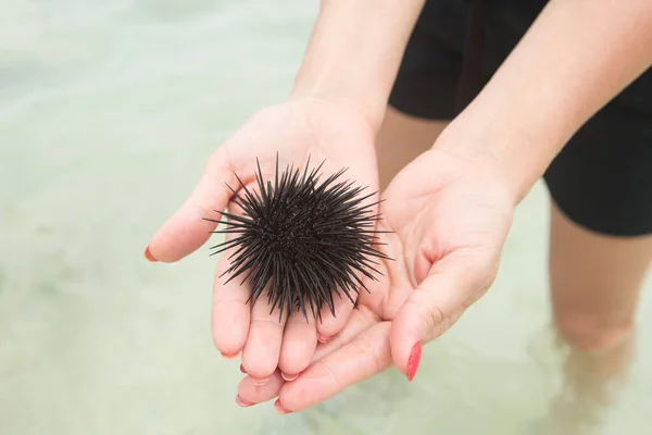 the sea urchin is a dangerous animal under water, but if you know about it, you can catch it and hold it on your hand/