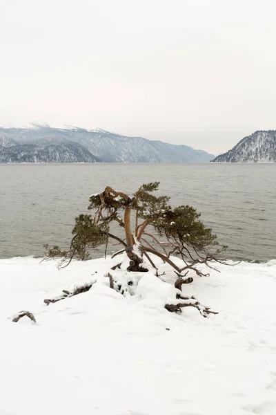 Ontdooid Lake Teletskoye Winter Rusland Altai Krai — Stockfoto