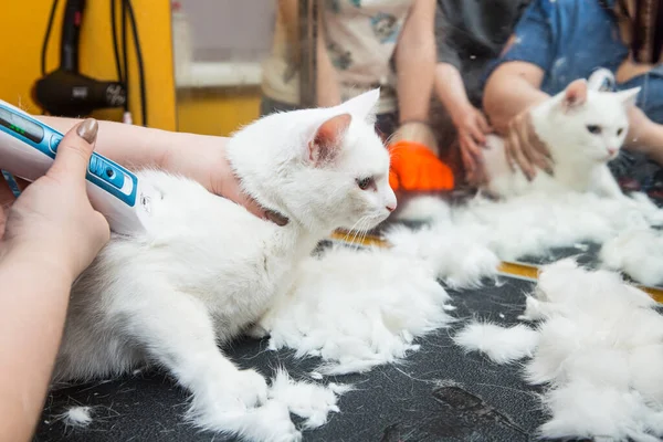 Cat grooming in pet grooming salon. Woman uses the trimmer for trimming fur