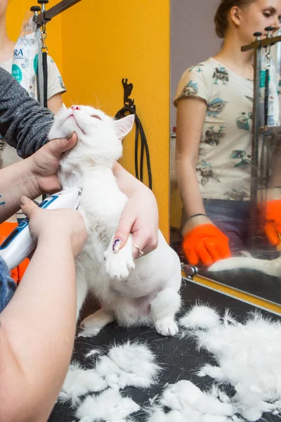 Cat grooming in pet grooming salon. Woman uses the trimmer for trimming fur