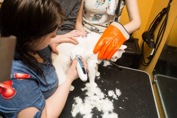 Kattenverzorging Dierenverzorgingssalon Vrouw Gebruikt Trimmer Voor Het Trimmen Van Bont — Stockfoto