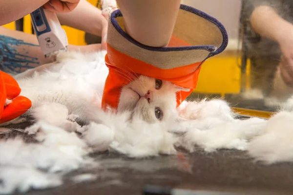 Cat grooming in pet grooming salon. Woman uses the trimmer for trimming fur