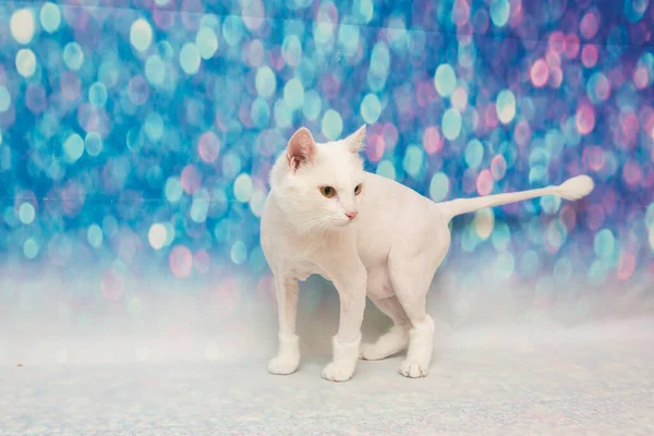 Schöne Katze Einem Schönheitssalon Tiere Pflegen Badekatze Waschen Haare Kämmen — Stockfoto