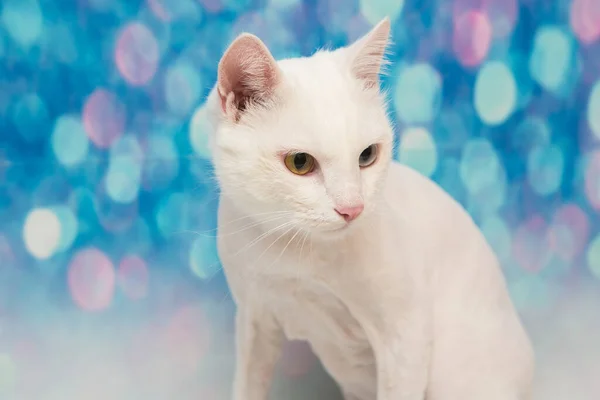 Schöne Katze Einem Schönheitssalon Tiere Pflegen Badekatze Waschen Haare Kämmen — Stockfoto