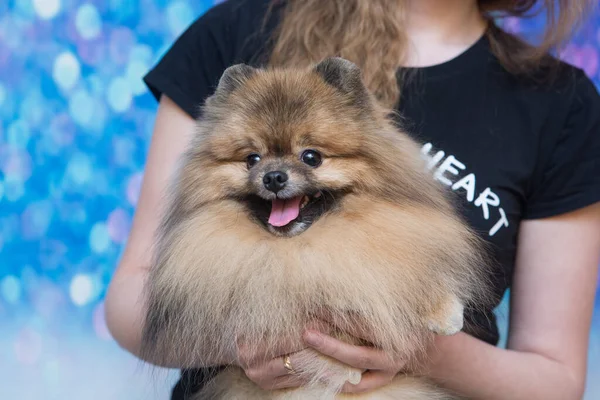 Aseo Animales Aseo Secado Peinado Perros Peinado Lana Aseo Maestro —  Fotos de Stock