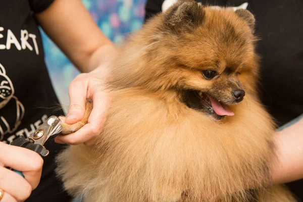 Aseo Animales Aseo Secado Peinado Perros Peinado Lana Aseo Maestro —  Fotos de Stock