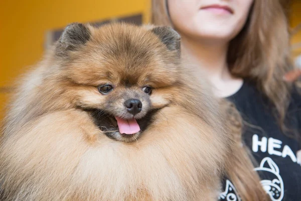 Tımar Eden Hayvanlar Tımar Eden Kurutan Şekillendiren Köpekler Tarayan Yünler — Stok fotoğraf