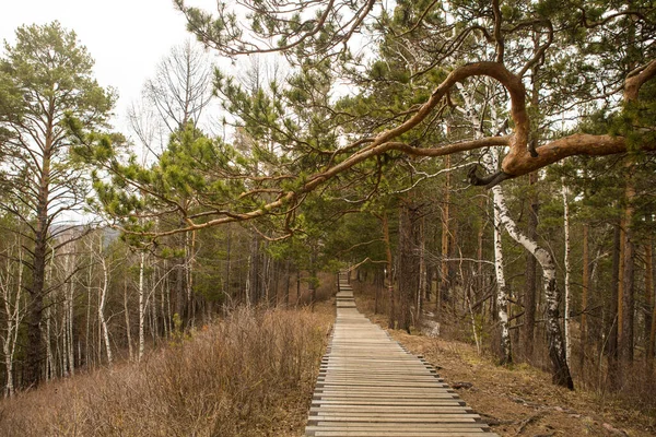 Strada Attraverso Foresta Conifere Primavera — Foto Stock