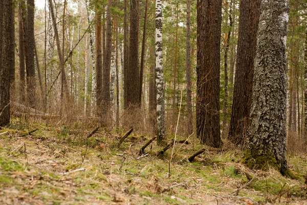 Strada Attraverso Foresta Conifere Primavera — Foto Stock