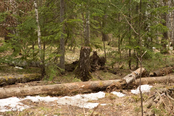 Strada Attraverso Foresta Conifere Primavera — Foto Stock