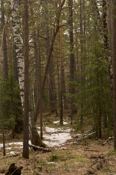 침엽수림을 지나는 — 스톡 사진