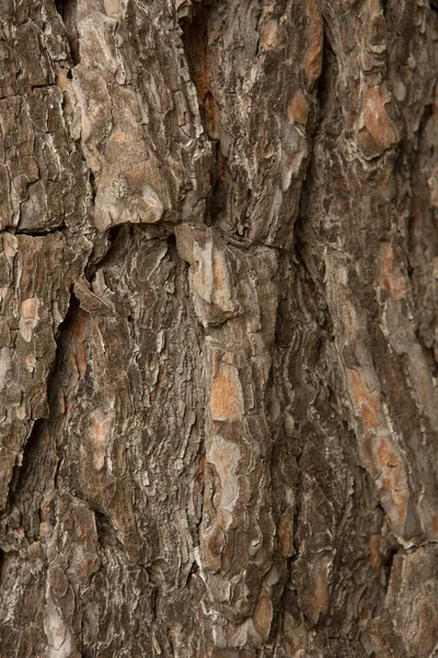 Vecchio Albero Legno Texture Sfondo Modello — Foto Stock