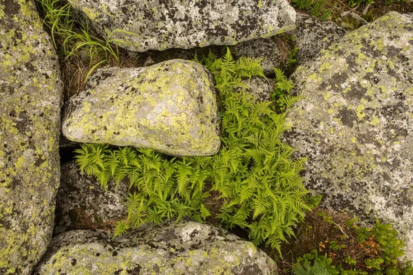 Velké Kurumové Kameny Leží Lese Horách Kameny Pokryté Mechem Pozadí — Stock fotografie