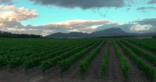 Luchtfoto 's. Wijnboerderij in Stellenbosch, Zuid-Afrika. — Stockvideo