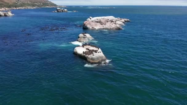 Le foche su roccia, habitat naturale. Vista aerea. — Video Stock
