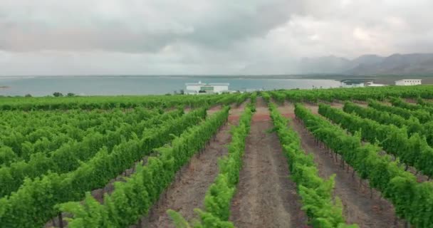 Vista aérea. Viñedo en Sudáfrica. — Vídeos de Stock