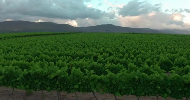 Campagne Italienne Belles Fermes Et Vignobles Belle Vue Aérienne. Agriculture Plantation Cépages Vigne Vignoble Italie.