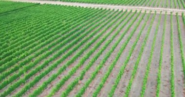 Hava görüntüsü. Güney Afrika 'daki üzüm bağları.