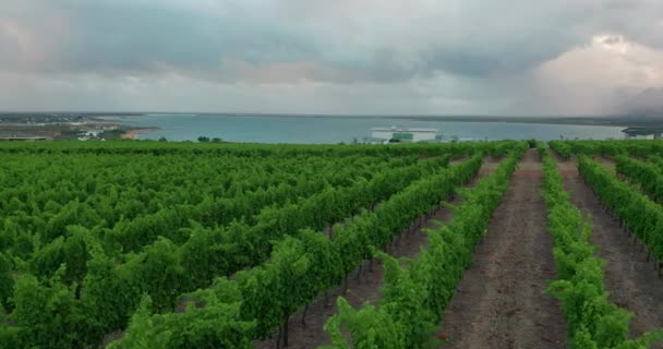 Luchtfoto 's. Wijngaard in Zuid-Afrika. — Stockvideo