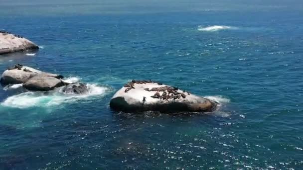Robben auf einem Felsen, Luftaufnahme, Südafrika. — Stockvideo
