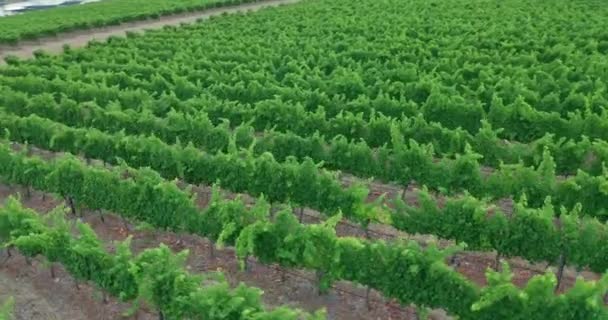 Vista aérea. Francés Hermosos viñedos épica vista aérea. Agricultura Plantación Uvas Viña. — Vídeos de Stock